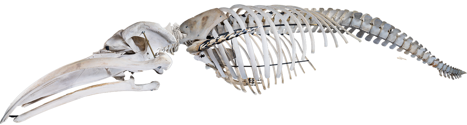 Photo d'un squelette de rorqual commun